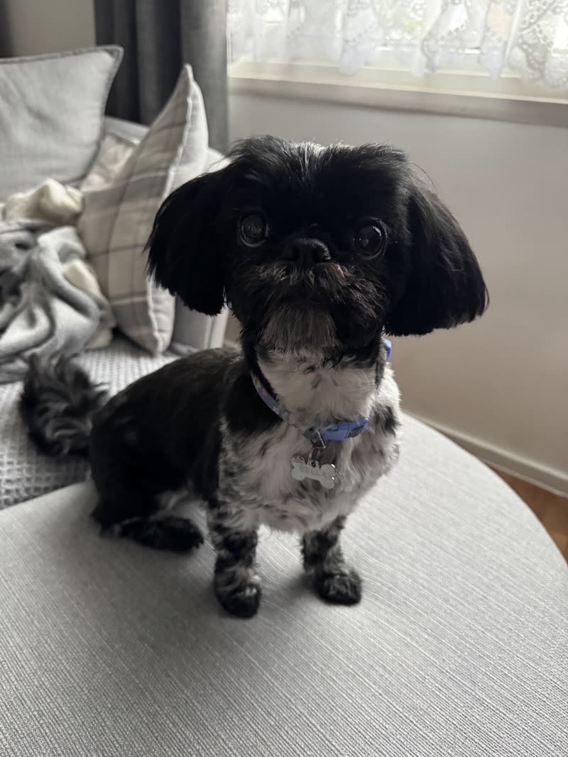 A freshly groomed Shih Tzu on a pale grey sofa by the window after a groom