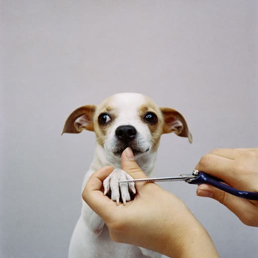 Clippers trimming a dog's coat, hands only