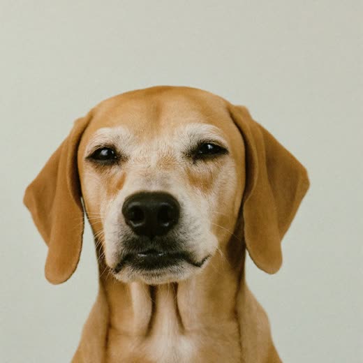 A long-haired cat with a freshly brushed coat
